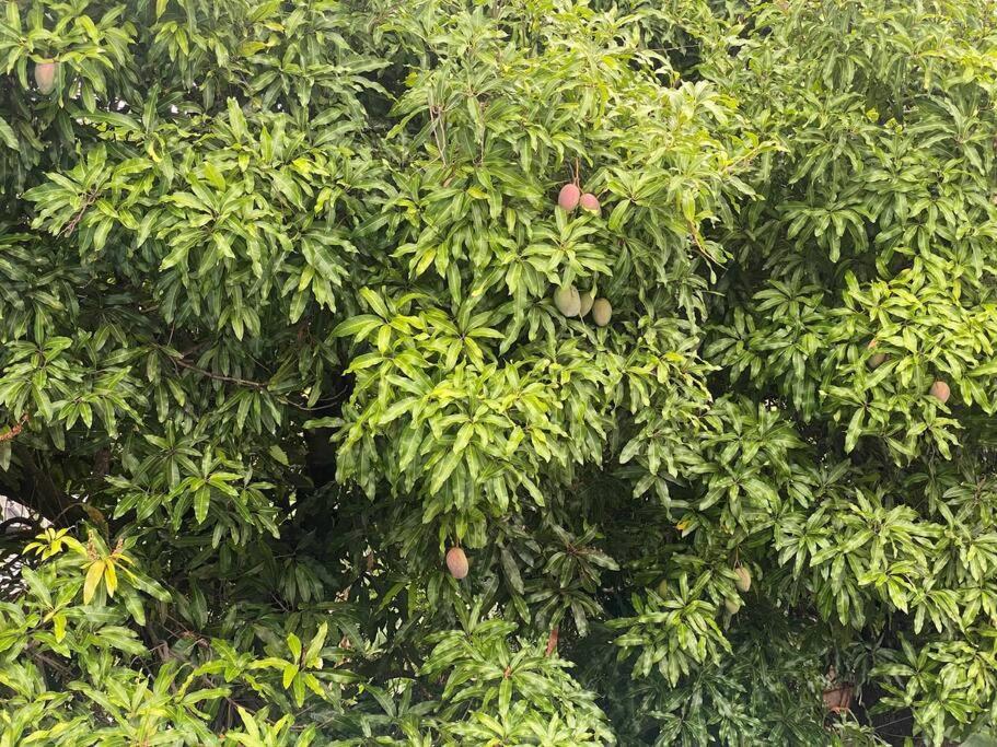 Cocon Tropical Apartman Vieux-Habitants Kültér fotó