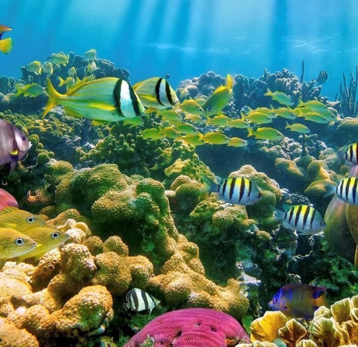 Cocon Tropical Apartman Vieux-Habitants Kültér fotó