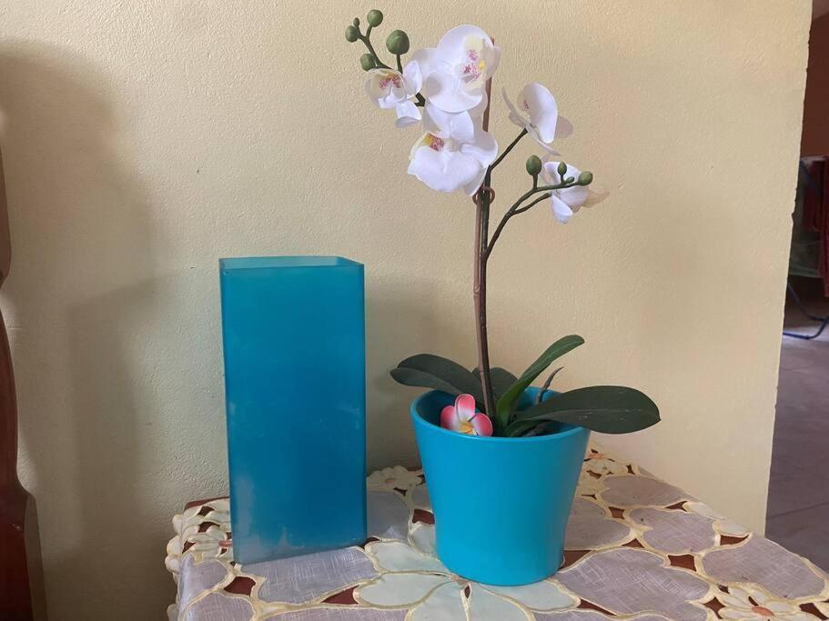 Cocon Tropical Apartman Vieux-Habitants Kültér fotó